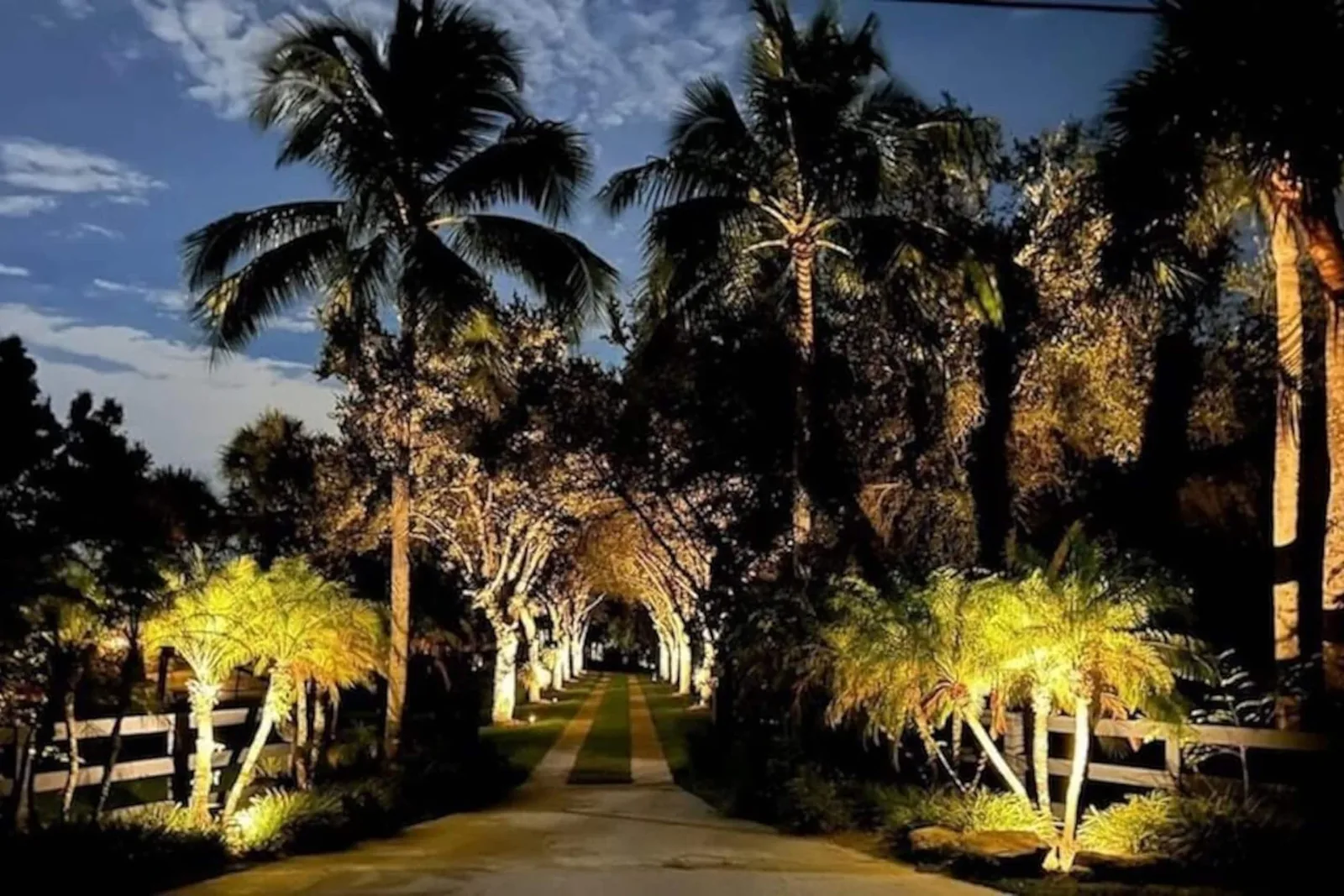 The drive at night, lined with uplit palms